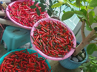 가을 고치 말리기