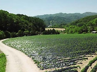 (매번:24-15평창)봉평면 최고의 건축부지 ..