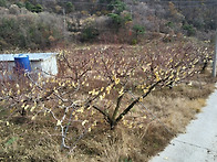 충주시 노은면 싼땅 전1956평 평당13만원