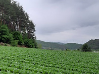 평창 IC 5분인데 이런 땅..