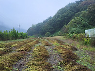 충주시 수안보면 산밑에 남향땅 전746평 ..