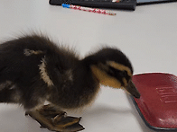 오리 만나기&#129414;