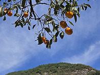 比 산행組 월영산 출렁다리..