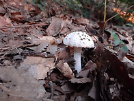 흰가시광대버섯