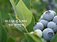 2025 바드래 블루베리 생..