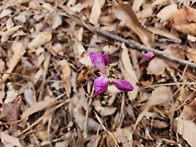 진달래꽃이 피었습니다 !