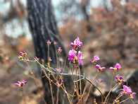 봄꽃과 함께한 라이딩