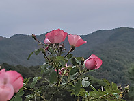 홍천 용봉산 26.10.11