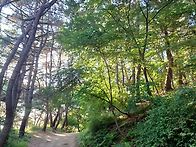 여름 숲의 열정
