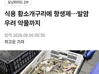식용 황소개구리에 항생제..