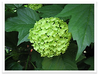 스크랩 {스크랩} 생활 명..