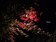 밤산책 보라매공원