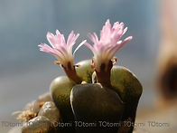 코노파늄 꽃 &리갈