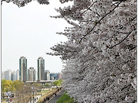 2021-4-1-안양천..