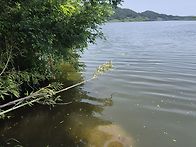몽탄 식영정 배스