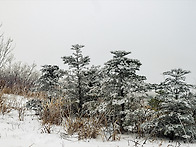 천성산의 춘설