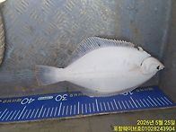 25일구룡포웨이브호4짜왕도..
