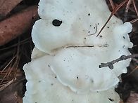 꽃송이 산행
