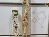 심심산천에 백도라지 ~