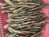 가지더부살이 산행