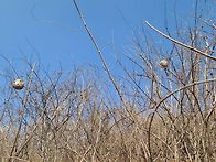 대물급하수오 더덕산행