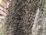 자연산 목청