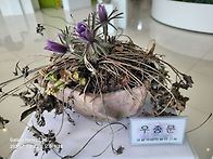 🙋 동강 할미꽃