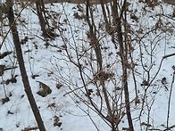 진삼 잔데 더덕 찔래상황산..