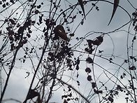 하수오 도라지 잔데 산행