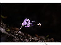 얼레지