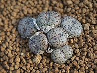 C. obcordellum ssp..