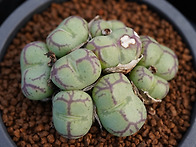 C. Xficiforme `Yae..
