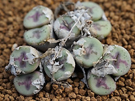 C. chrisocruxum SH..