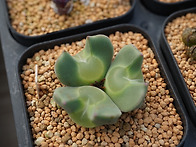 C. regale (코노피튬 리갈..