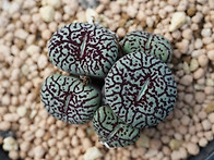 C. wittbergense G-..