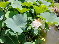 폭염에도 꽃은 피..