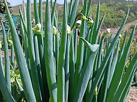 삼동파(층층파)