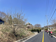 4월8일 고기리 여우고개 ..