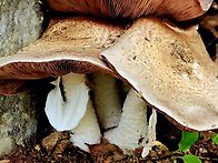 학운공원 진갈색주름버섯