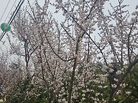 4.2(수)만월산 주..