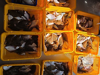 2월 12일 거진항 어구 가..