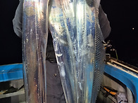 통영 갈치 11월 1일 첫날..