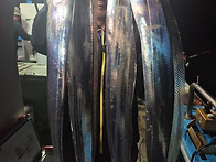 갈치는 역시 부평25 승선하..