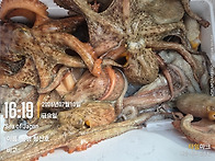 7월10일 통영 돌문어 청신..