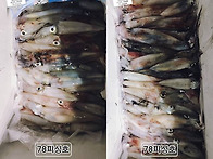 7월 4일 한치낚시