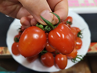 탱글이 대추방울토마토 쎄..
