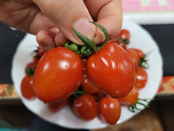 싱싱이 대추방울토마토 쎄..