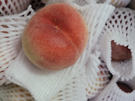 당도좋은 딱복이 마지막 ..