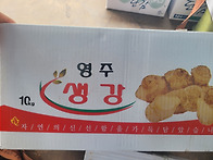 경북 영주 세척 햇생강 할..