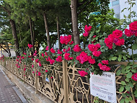 우리 아파트 울타리에 핀 ..